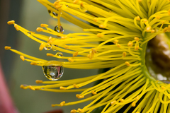 Eucalyptus erythrocorys