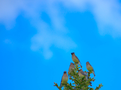 Bombycilla cedrorum image