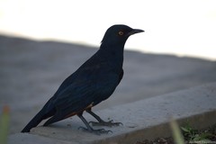 Onychognathus nabouroup