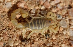 Parabuthus brevimanus