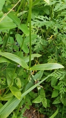 Physostegia digitalis