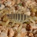 Small Thicktail Scorpion - Photo (c) Joubert Heymans, some rights reserved (CC BY-NC-ND), uploaded by Joubert Heymans
