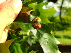 Callirhytis favosa