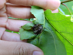 Callirhytis favosa