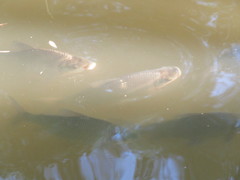Prochilodus lineatus