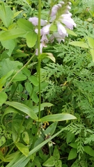 Physostegia digitalis