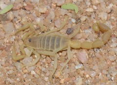 Parabuthus brevimanus