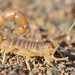 Bald Thicktail Scorpion - Photo (c) Joubert Heymans, some rights reserved (CC BY-NC-ND), uploaded by Joubert Heymans