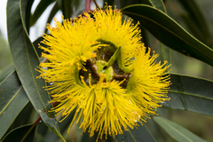 Eucalyptus erythrocorys