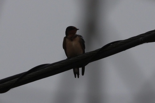 photo of Barn Swallow (Hirundo rustica)