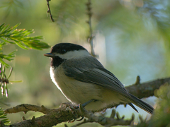 Poecile atricapillus image