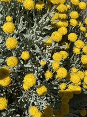 Santolina chamaecyparissus