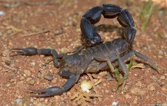 Parabuthus granulatus