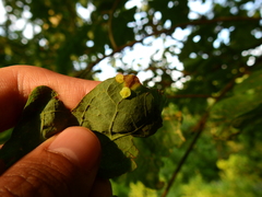 Phylloteras volutellae