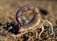 Parabuthus granulatus