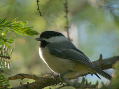 Poecile atricapillus image
