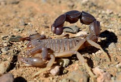 Parabuthus granulatus