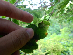 Phylloteras volutellae