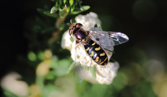 Austroscaeva melanostoma