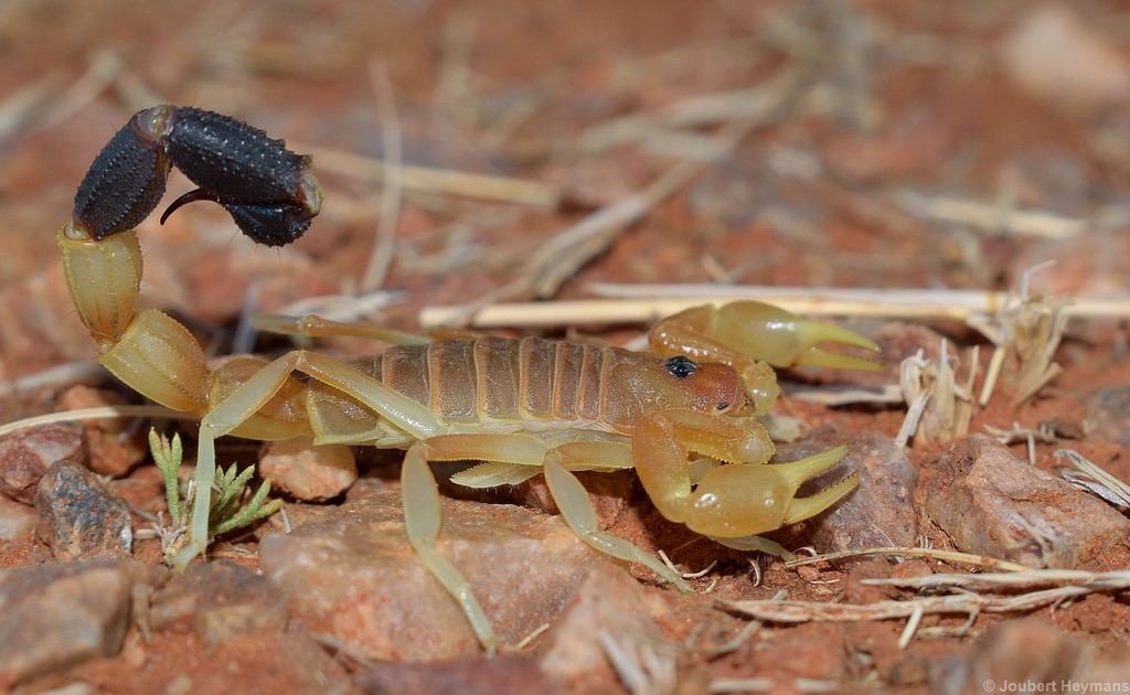 Black-tipped Thicktail Scorpion