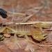 Black-tipped Thicktail Scorpion - Photo (c) Joubert Heymans, some rights reserved (CC BY-NC-ND), uploaded by Joubert Heymans