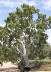 Corymbia aparrerinja
