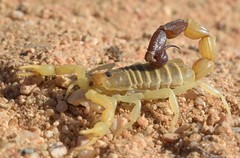 Parabuthus laevifrons