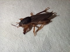 Neoscapteriscus borellii