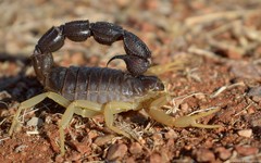 Parabuthus schlechteri