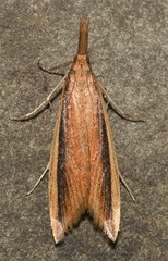 Donacaula albicostellus