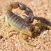 Burrowing Thicktail Scorpion - Photo (c) Joubert Heymans, some rights reserved (CC BY-NC-ND), uploaded by Joubert Heymans
