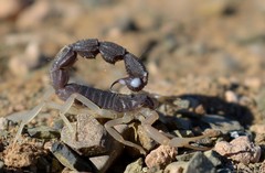 Parabuthus schlechteri