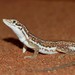 Wall Lizards - Photo (c) Joubert Heymans, some rights reserved (CC BY-NC)