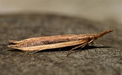 Donacaula albicostellus