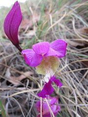 Bletia macristhmochila