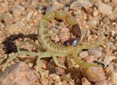 Parabuthus laevifrons