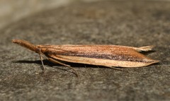 Donacaula albicostellus