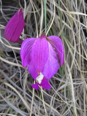 Bletia macristhmochila