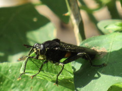 Mydas clavatus