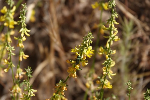 iNaturalist observation photo of deerweed