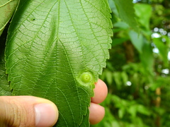 Pachypsylla celtidisumbilicus