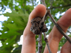 Callirhytis quercusgemmaria