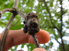 Callirhytis quercusgemmaria