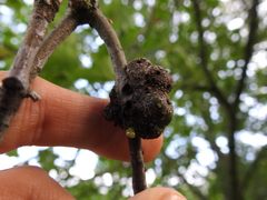 Callirhytis quercusgemmaria