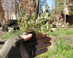 Plagiobothrys torreyi diffusus