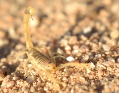 Uroplectes gracilior