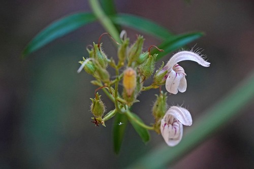 iNaturalist observation photo of bush beardtongue
