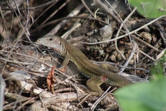 Aspidoscelis angusticeps