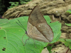 Archaeoprepona amphimachus