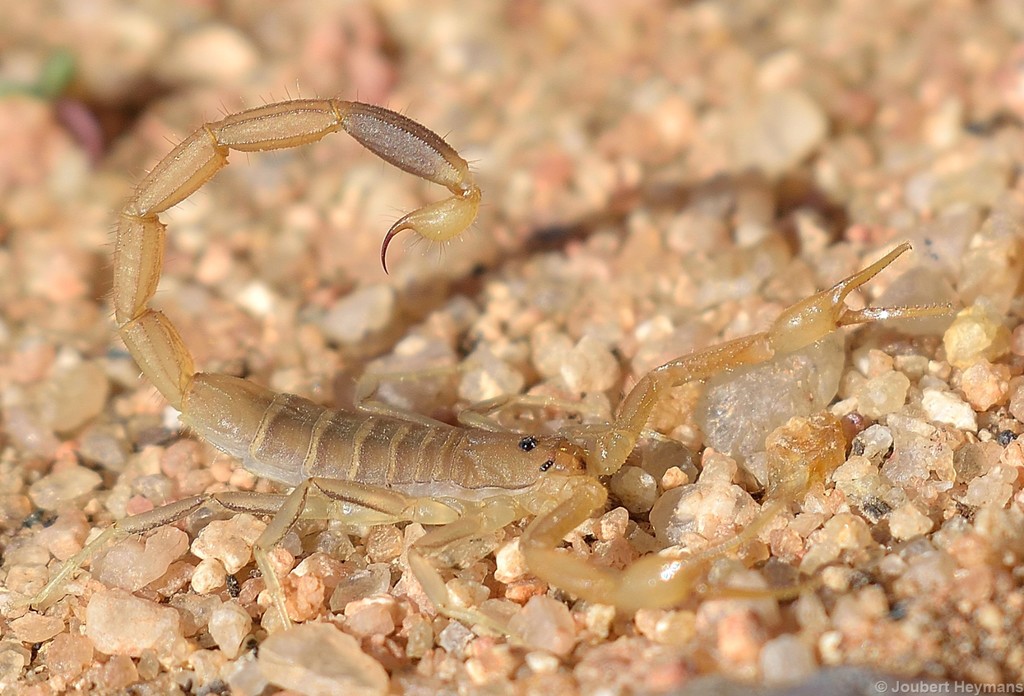 Rock Lesser-Thicktail Scorpion